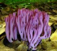 Clavaria_zollingeri_90973.jpg