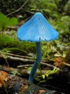 Satsuma On A Stick (rhodotus Palmatus).jpg