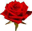 A rose.gif
