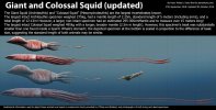 giant_squid_and_colossal_squid_size_by_harry_the_fox_dcnjrxw-fullview.jpg