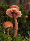 Fotografia - lakovka Laccaria sp_.jpg