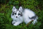 Canadian Marble Fox.jpg