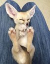 Please follow Fluffy paws #littlefox #babyfox #kit #kitten #foxlove #ilovefoxes #fox #foxes #f...jpg
