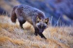 fox-species-photography-4-1.jpg