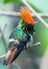 Lophornis delattrei_ Coqueta cresta roja. Rufous-crested Coquette.jpg