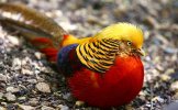 Golden pheasant2.jpg