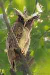 Crested Owl.jpg