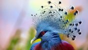 victoria-crowned-pigeon-head.jpg