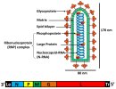 Rhabdoviridae Image (resize).jpg