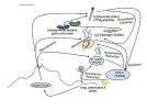 555px-Sulfur_cycle_-_English.jpg