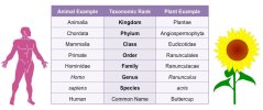 classification-examples_taxonomy tree.jpeg