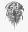 fossils-png-olenellus-trilobite.png