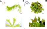 Genomes of the Venus Flytrap and Close Relatives.jpg