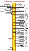 20 million years of rapid diversification2.jpg