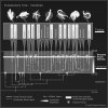 origin cambrian explosion bw.jpg