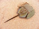 horseshoe crab.jpg