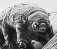 tardigrade bw.png
