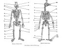 Belon Bird Skeleton.jpg