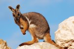 rock wallaby -Petrogale_xanthopus_-_Monarto_1.JPG