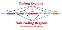 coding region.jpg