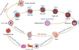 erv in embryogenesis.jpg