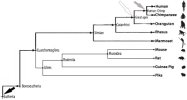 phylogeny human bw.jpg