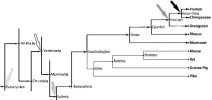 phylogeny human2 bw cropped.jpg