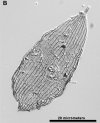 lepidoptera wing fossil bw.jpg