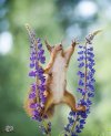 i-followed-squirrels-daily-for-6-years-with-my-camera-and-they-became-my-friends-5c063919b3341...jpg