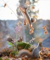 i-followed-squirrels-daily-for-6-years-with-my-camera-and-they-became-my-friends-5c063c7b53230...jpg