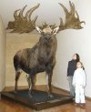 Irish giant deer.jpg