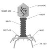 bacteriophage structure bw.jpg