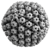 herpes-HSV-1-EM.png