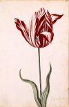 -Semper_Augustus_Tulip_17th_century virus.jpg