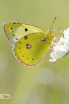 Lesser Clouded Yellow, Colias chrysotheme on scabious by Mary C Legg _ 500px.jpg