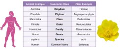 classification-examples_taxonomy tree with buttercup.jpg