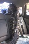 Back seat alligator Animals.jpg