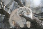 pallas-cat-manul-12__880.jpg