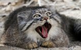 pallas-cat-manul-7__880.jpg