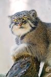 pallas-cat-manul-22__880.jpg