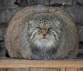 pallas-cat-manul-10__880.jpg