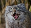 pallas-cat-manul-14__880.jpg