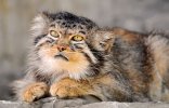 pallas-cat-manul-9__880.jpg