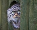 pallas-cat-manul-15__880.jpg