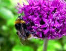 Wet-Bee-on-Wet-Allium-24.jpg