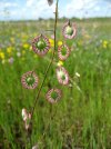 Thysanocarpus radians - Fringe Pod.jpg