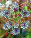Colors of the Hawaiian Kalanchoe flower.jpg