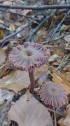 Could someone identify this mushroom The image was taken yesterday in pine forest (in Poland).jpg