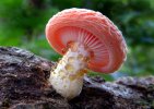 interesting-mushroom-photography-84__880.jpg