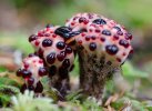 mushroom-photography-6-11__880.jpg